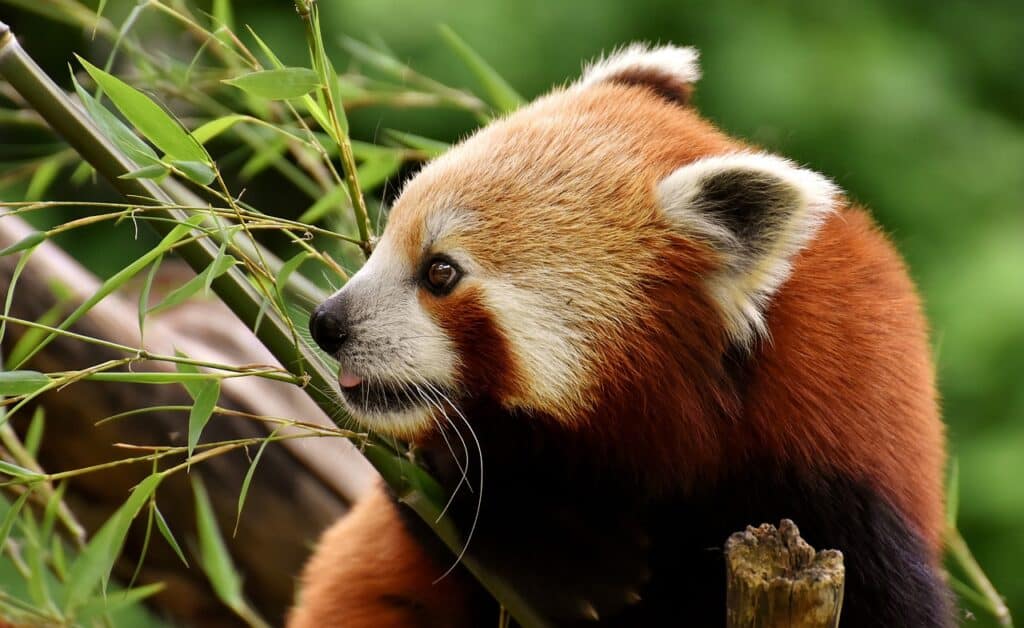 Quelles activités éducatives pour les enfants sont disponibles dans un parc zoologique ?